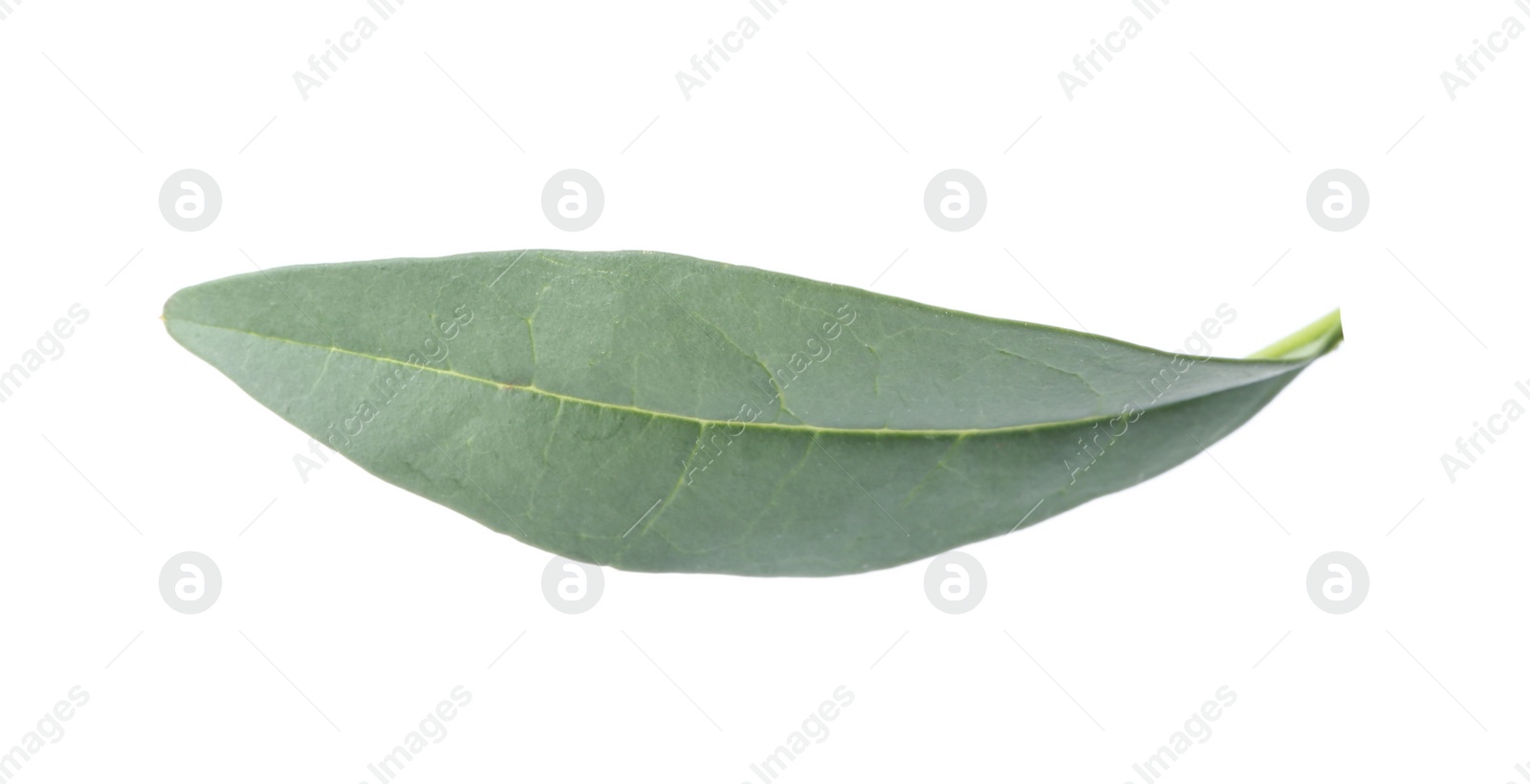 Photo of Fresh green citrus leaf on white background