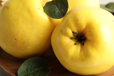 Fresh ripe organic quinces with leaves, closeup