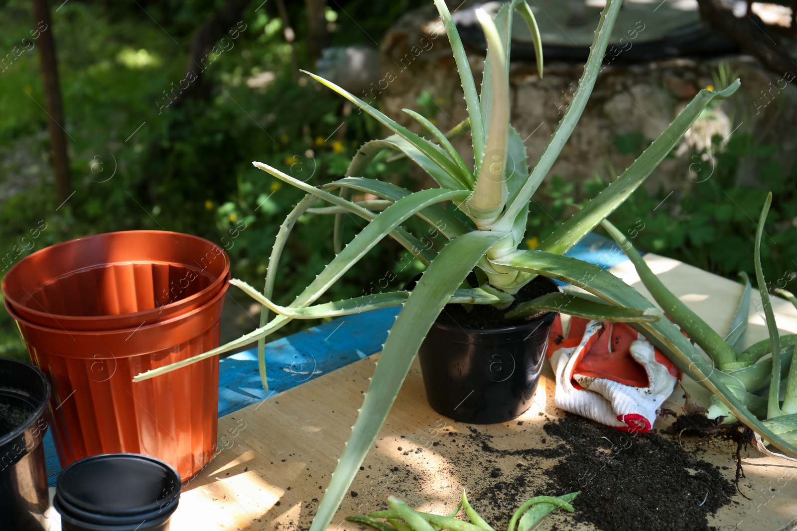 Photo of Flowerpots, aloe vera plants, gardening gloves and soil on table outdoors