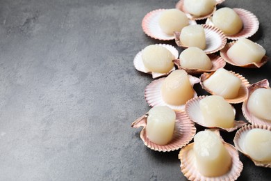 Many fresh raw scallops in shells on grey table. Space for text