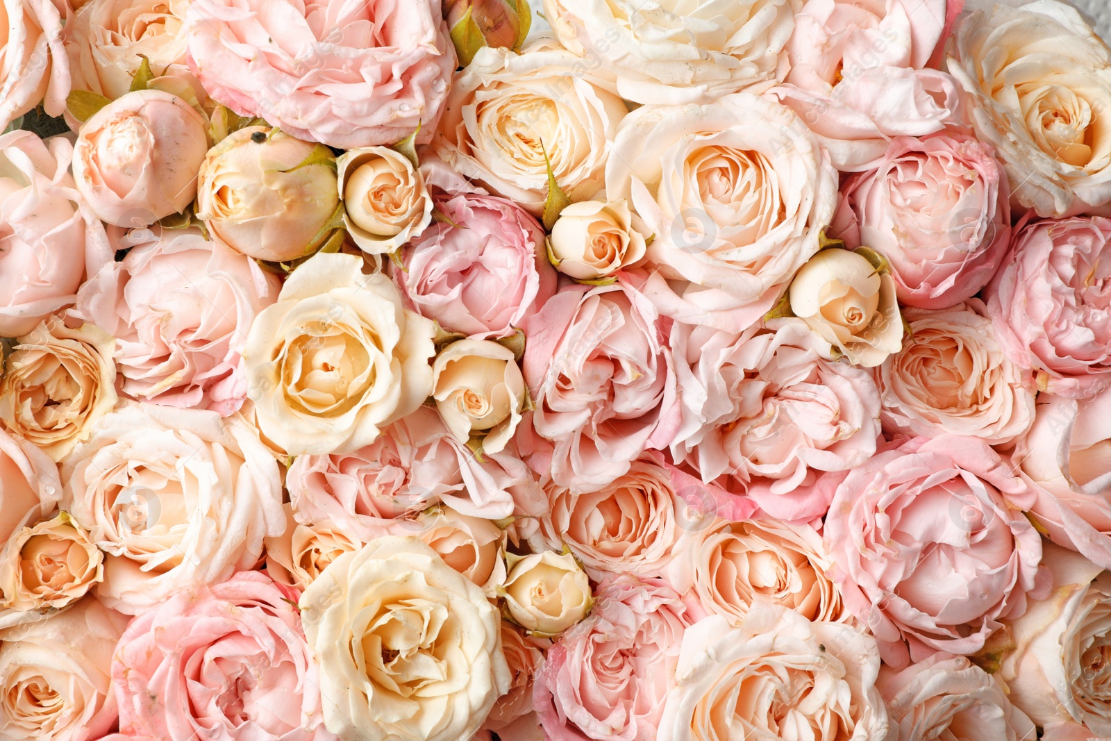 Photo of Many beautiful roses as background, top view