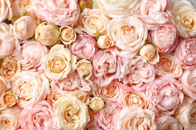 Photo of Many beautiful roses as background, top view