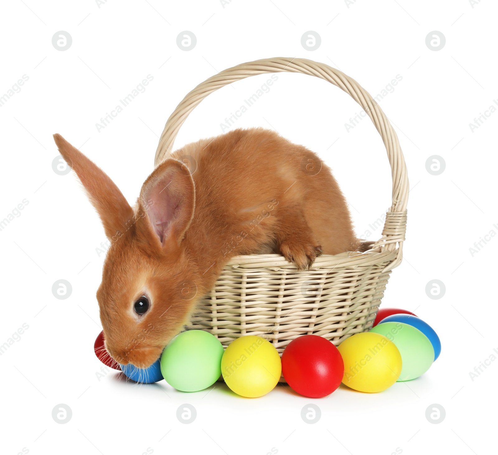 Photo of Adorable furry Easter bunny in wicker basket and dyed eggs on white background