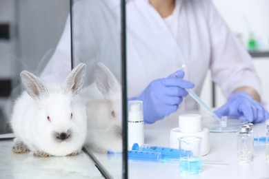 Rabbit in glass box on table and scientist working with microscope at chemical laboratory, closeup. Animal testing