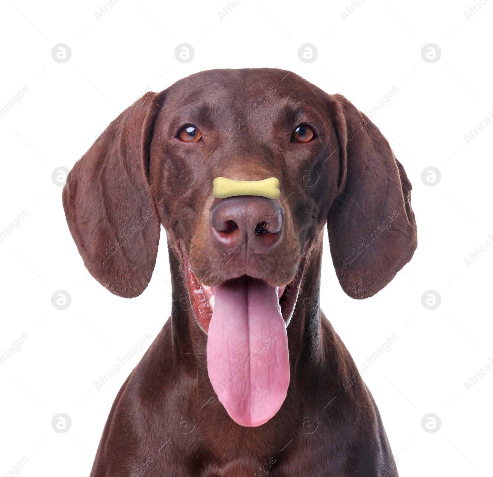 Image of Adorable dog with bone shaped cookie on nose against white background