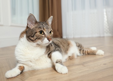 Cute cat resting on warm floor at home, space for text. Heating system