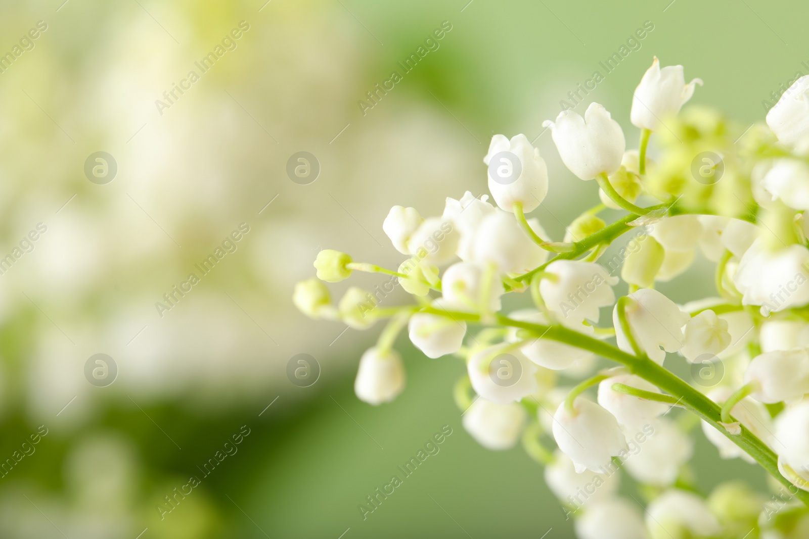 Photo of Beautiful lily of the valley flowers on blurred background, closeup