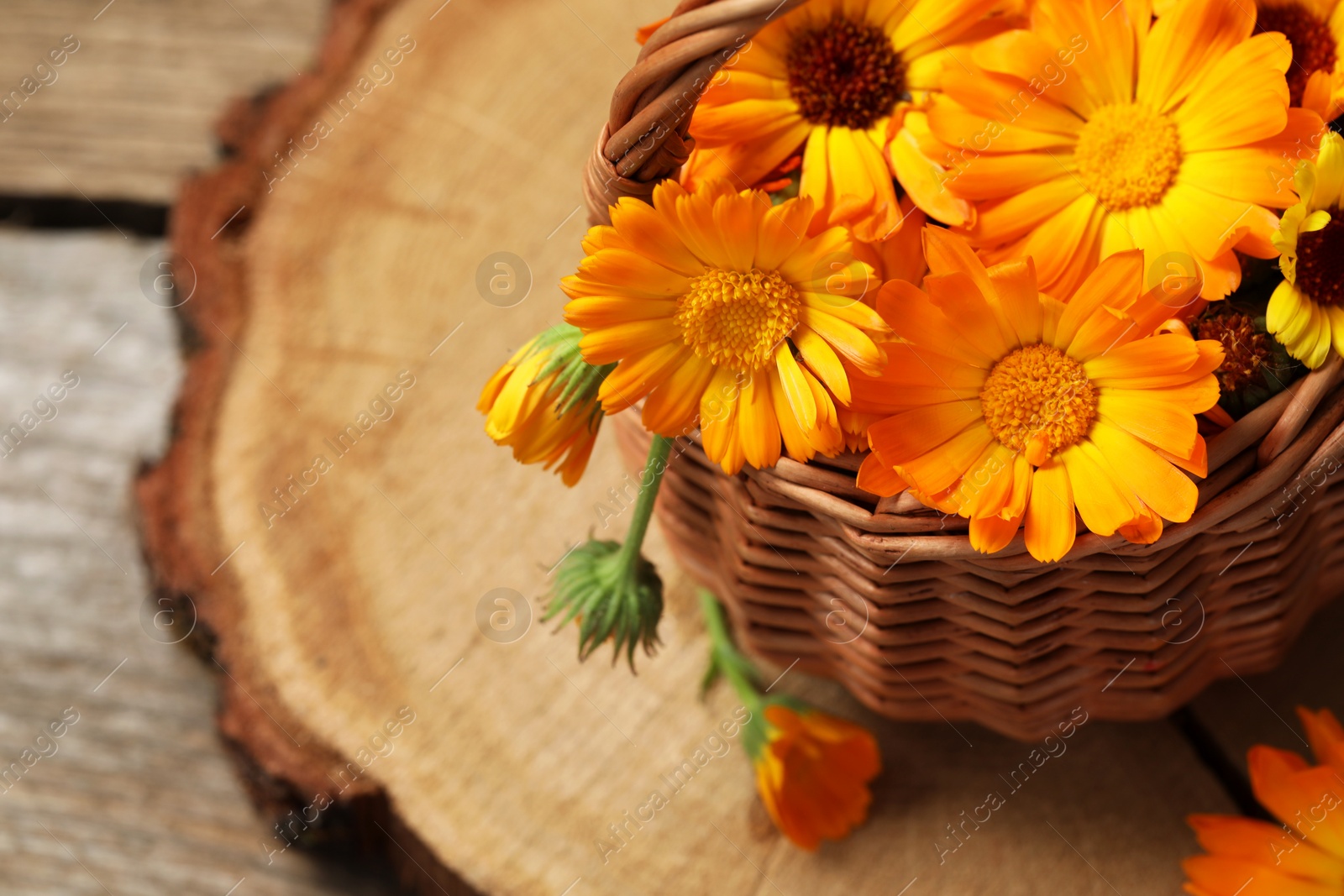 Photo of Beautiful fresh calendula flowers on table, above view. Space for text