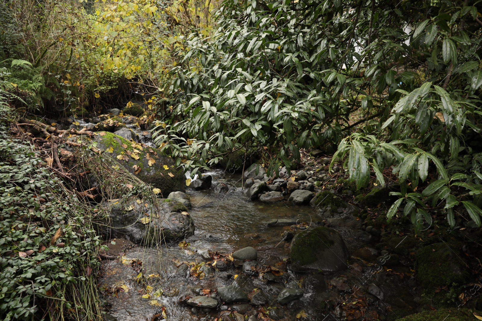 Photo of Beautiful view of mountain stream, rocks and green plants outdoors