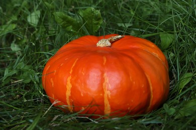 Ripe orange pumpkin among green grass outdoors, closeup
