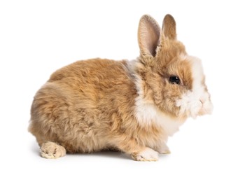 Photo of Cute little rabbit on white background. Adorable pet