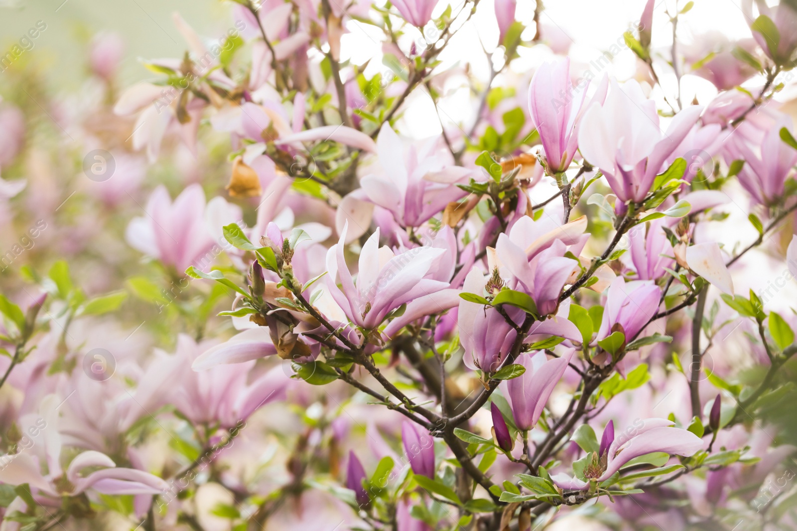 Photo of Magnolia tree with beautiful pink flowers outdoors, closeup