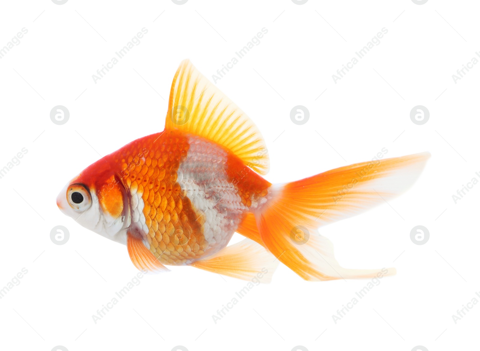 Photo of Beautiful bright small goldfish isolated on white