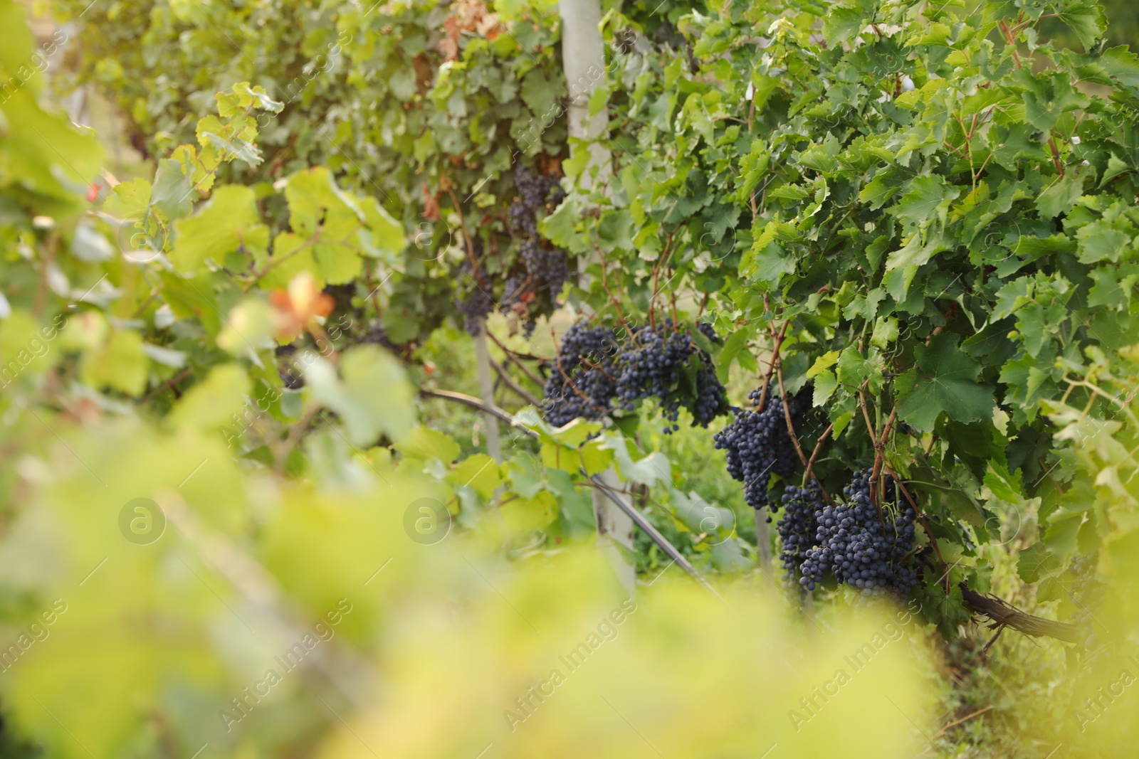 Photo of Beautiful view of vineyard with ripe grapes