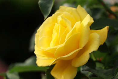 Beautiful yellow rose growing in garden, closeup