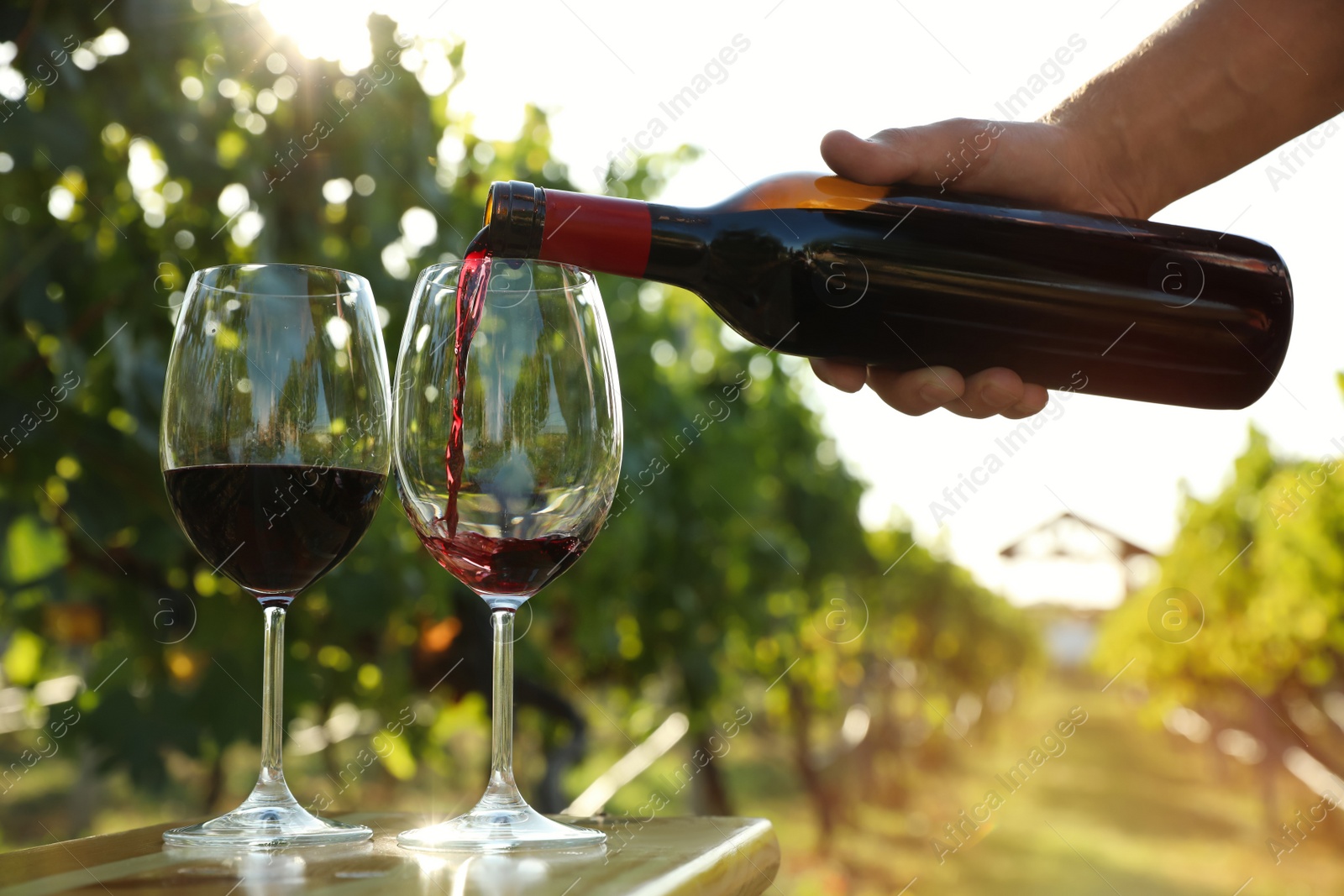 Photo of Man pouring wine from bottle into glasses at vineyard, closeup