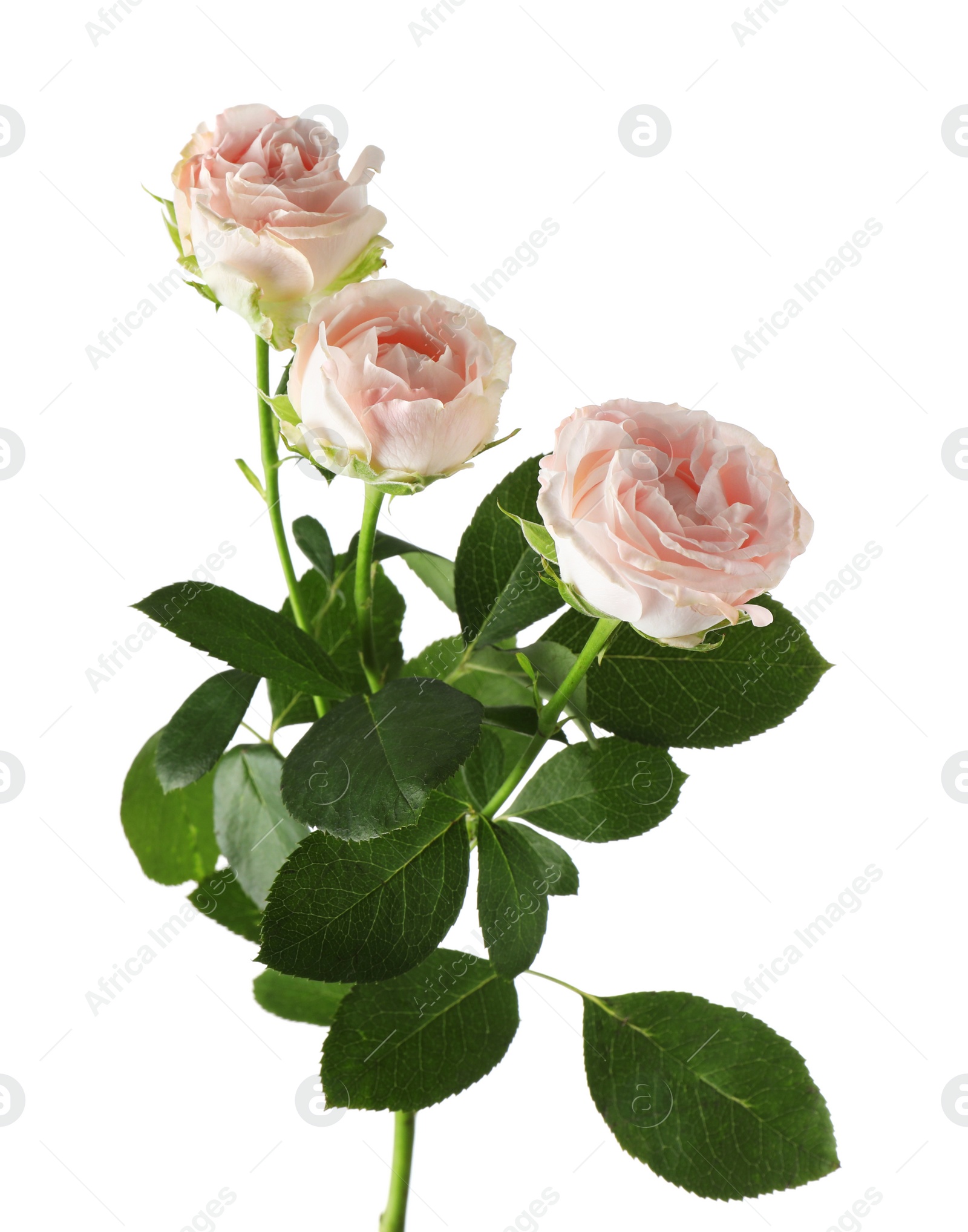 Photo of Beautiful blooming rose flowers on white background