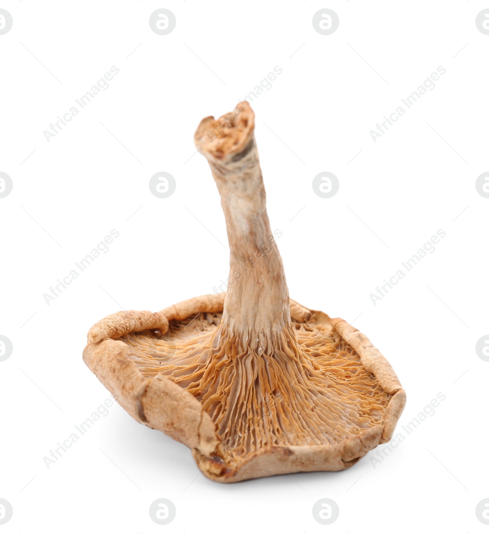 Photo of Dried aromatic chanterelle mushroom isolated on white