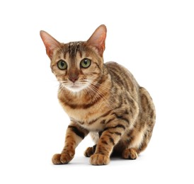 Photo of Cute Bengal cat on white background. Adorable pet