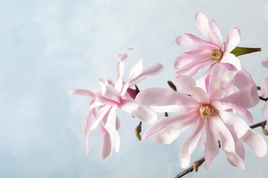 Photo of Magnolia tree branches with beautiful flowers on light blue background, closeup