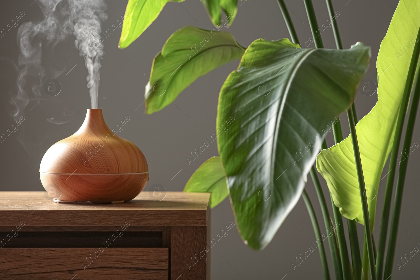 Photo of Air humidifier on chest of drawers near green houseplant against grey wall