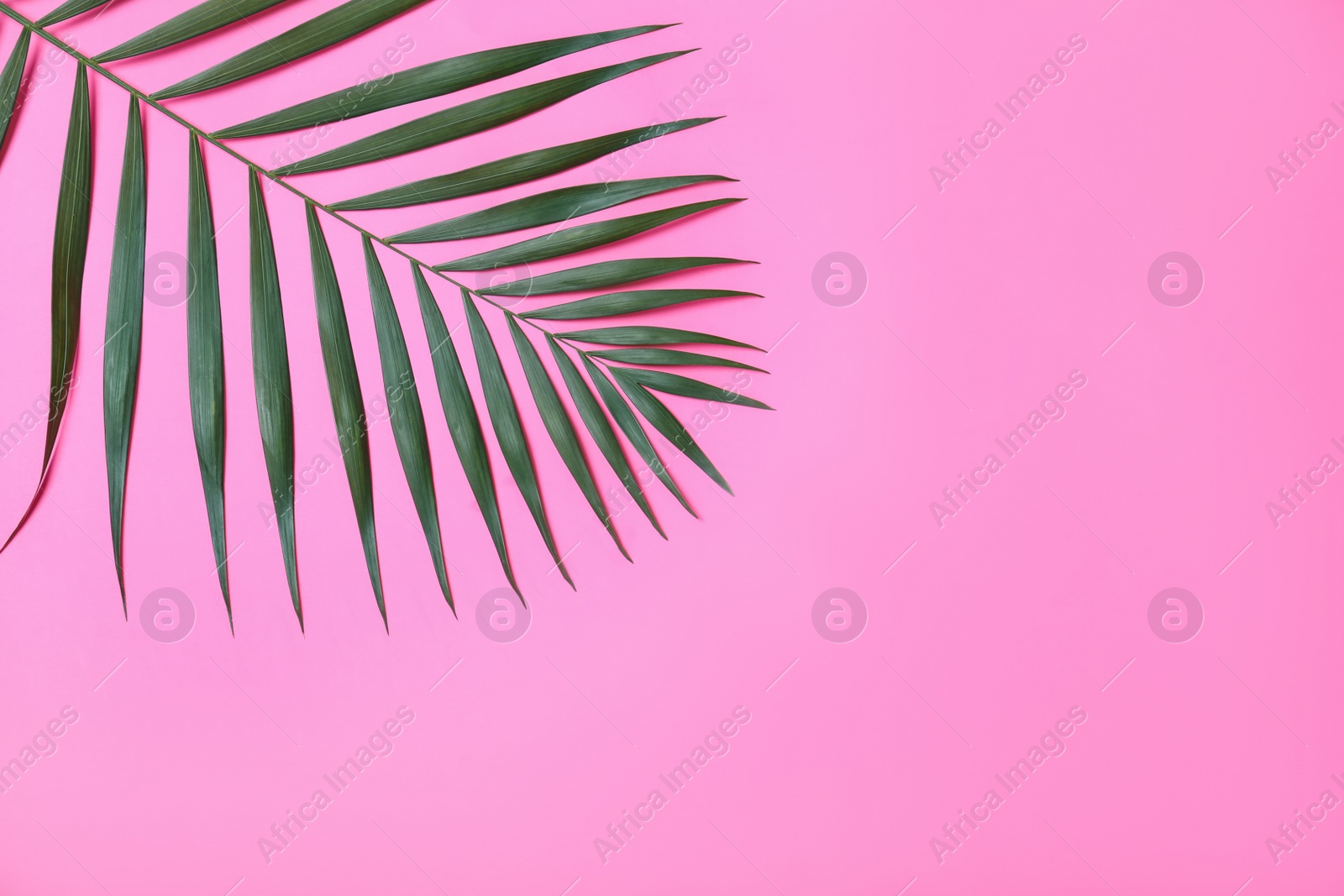 Photo of Beautiful lush tropical leaf on pink background. Space for text