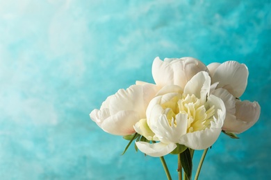 Photo of Fragrant peonies on color background, space for text. Beautiful spring flowers