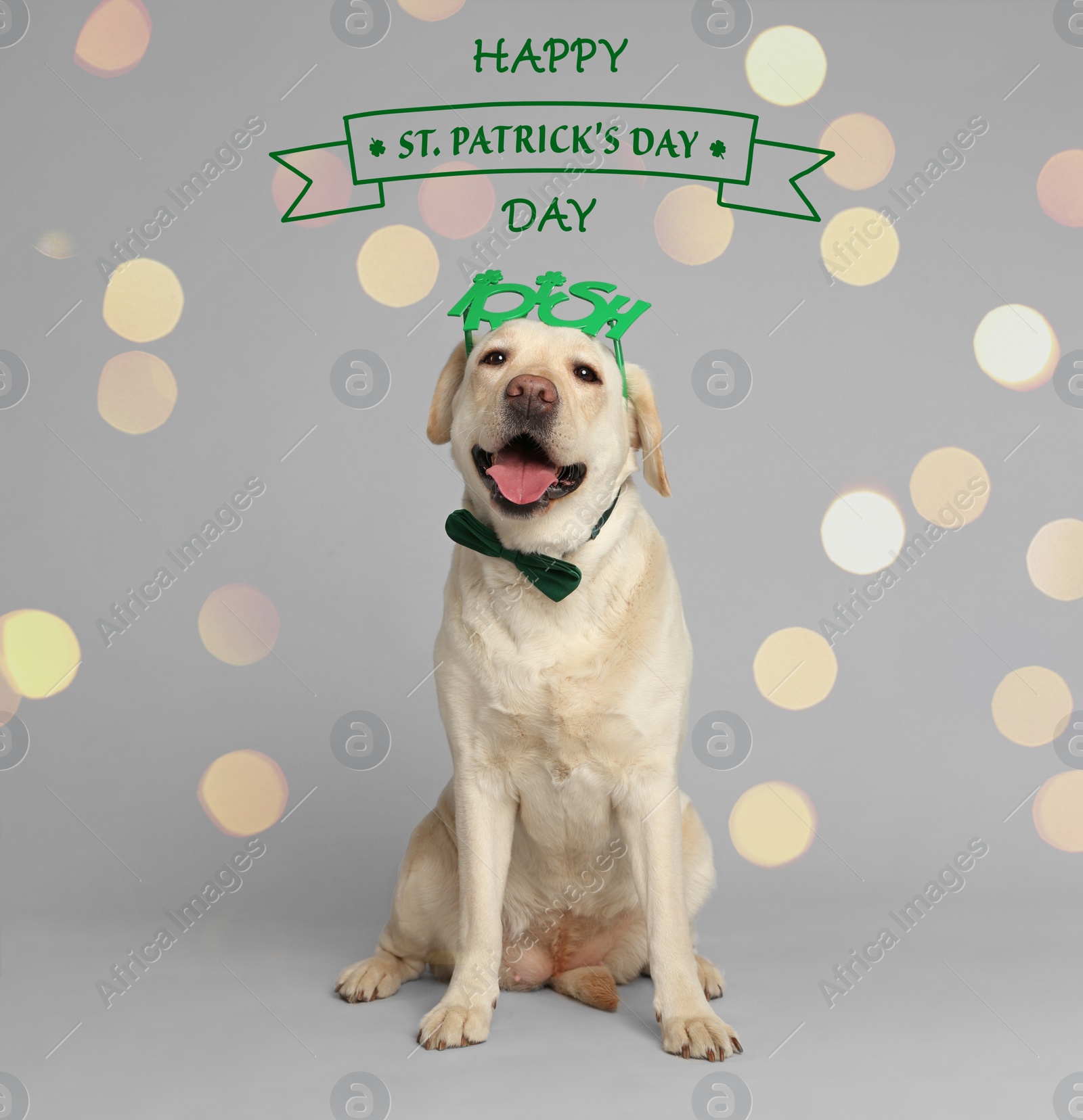 Image of Labrador retriever with Irish party glasses and bow tie on light grey background. St. Patrick's day
