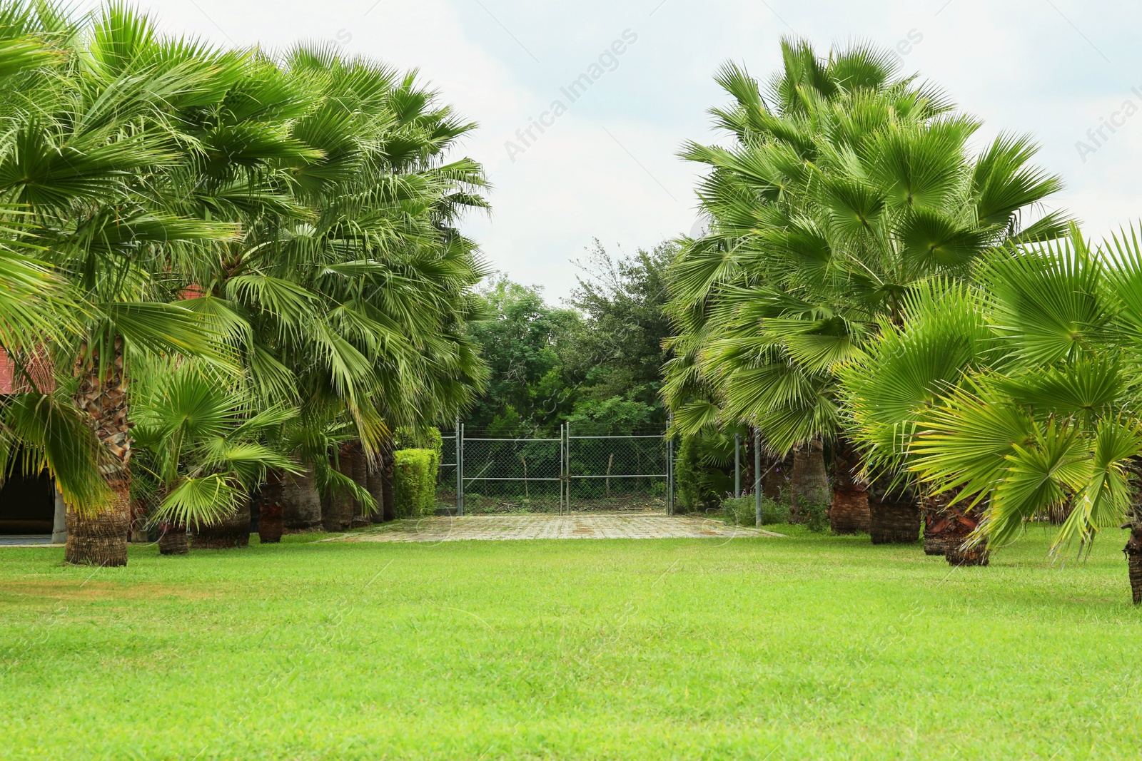 Photo of Tropical palm trees with beautiful green leaves outdoors