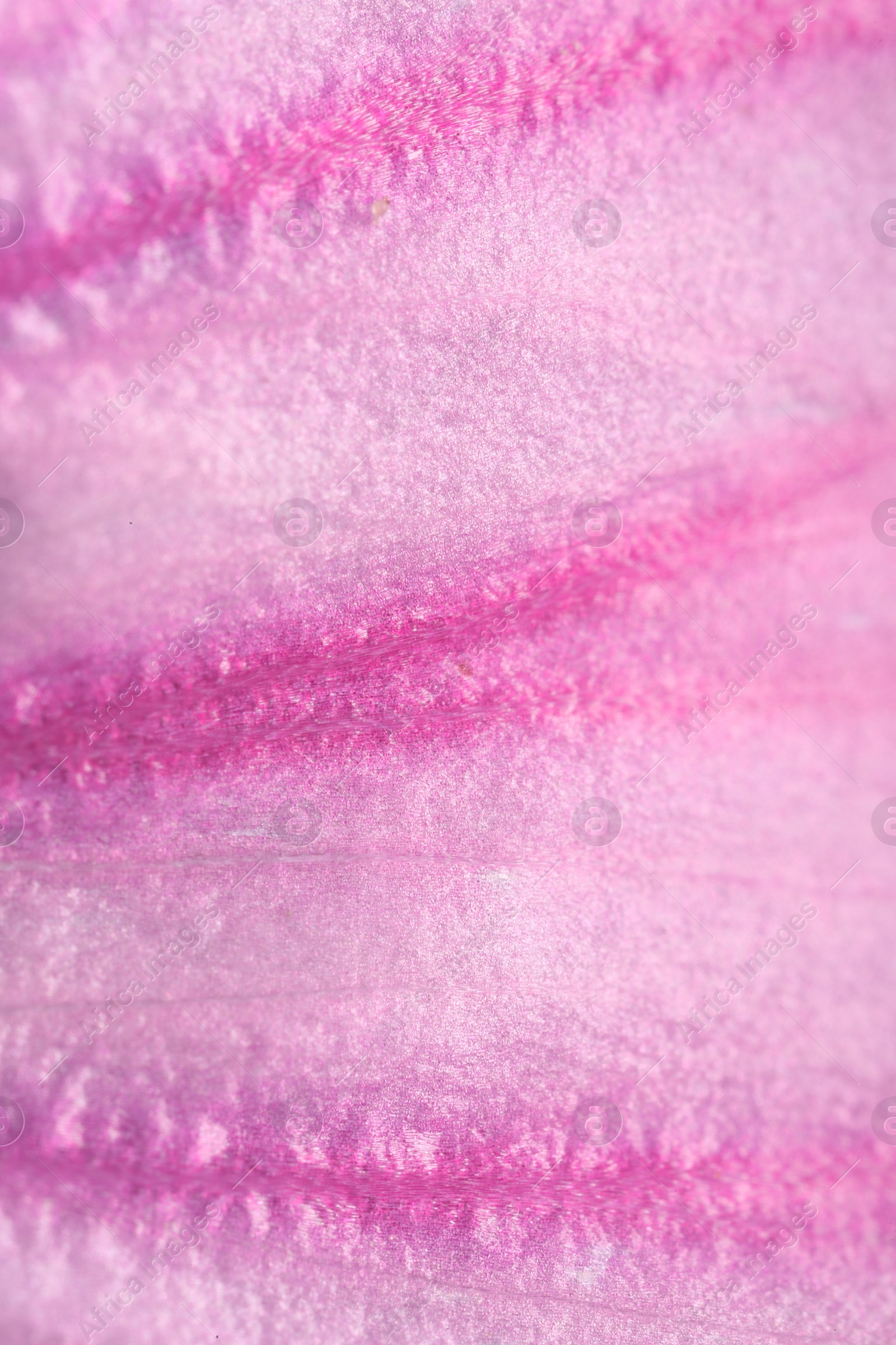 Photo of Beautiful violet Malva flower as background, macro view