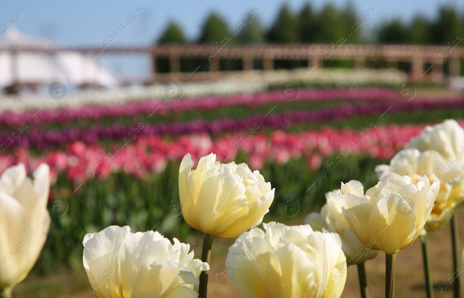 Photo of Beautiful colorful tulip flowers growing in field on sunny day, closeup