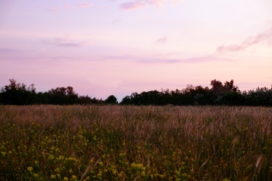Photo of Beautiful meadow with wild flowers and small house in twilight