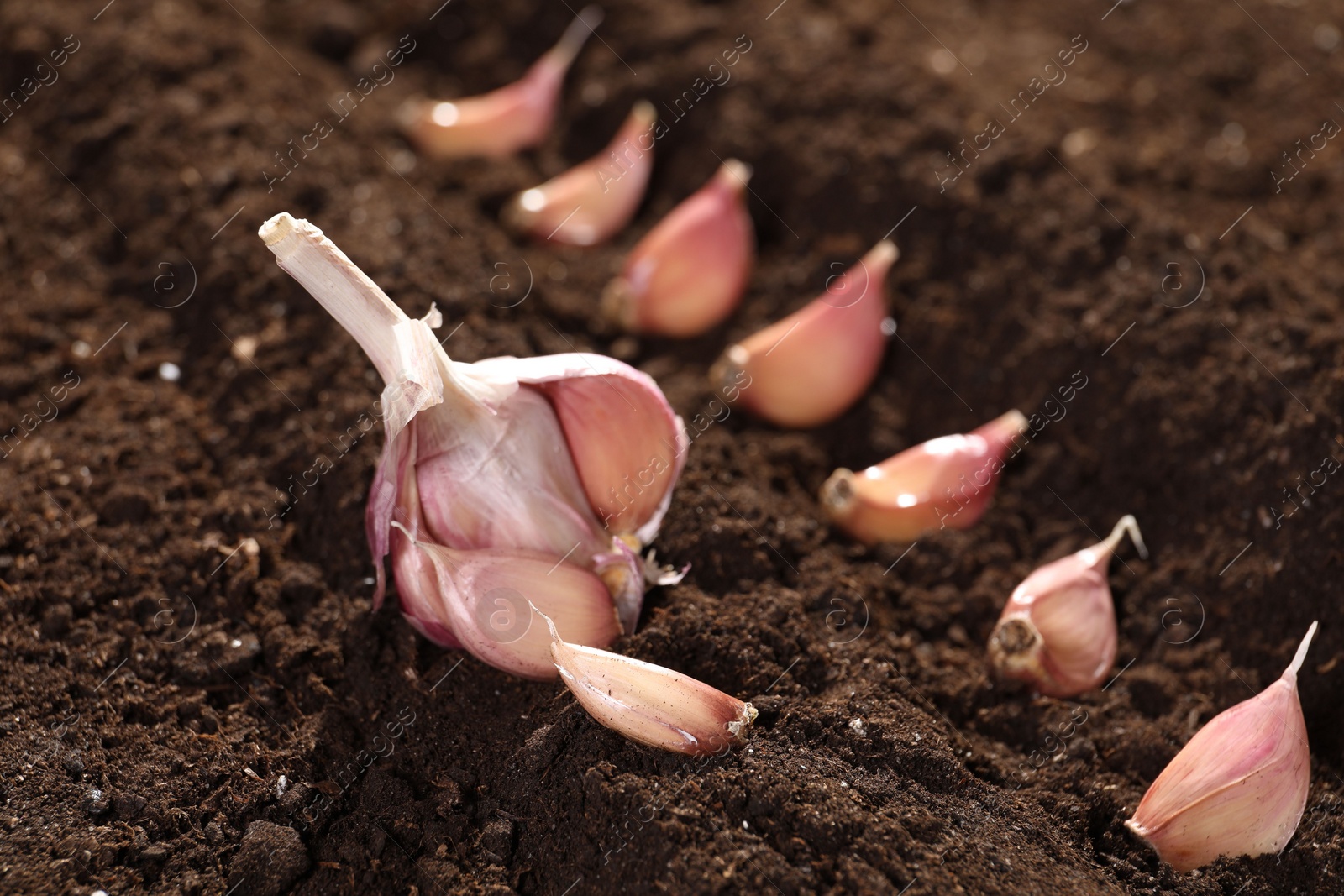 Photo of Head and cloves of garlic on fertile soil, closeup. Vegetable planting