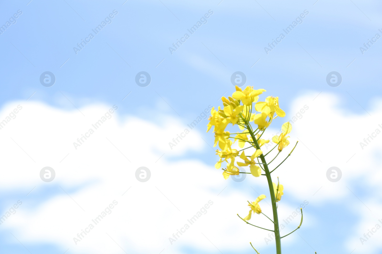 Photo of Beautiful rapeseed flowers blooming under blue sky, closeup. Space for text