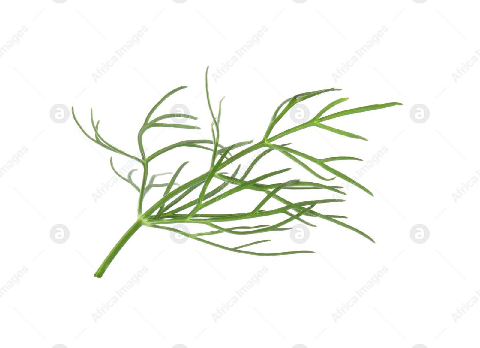 Photo of One sprig of fresh dill isolated on white