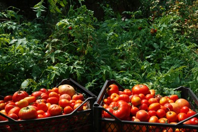 Plastic crates with red ripe tomatoes in garden