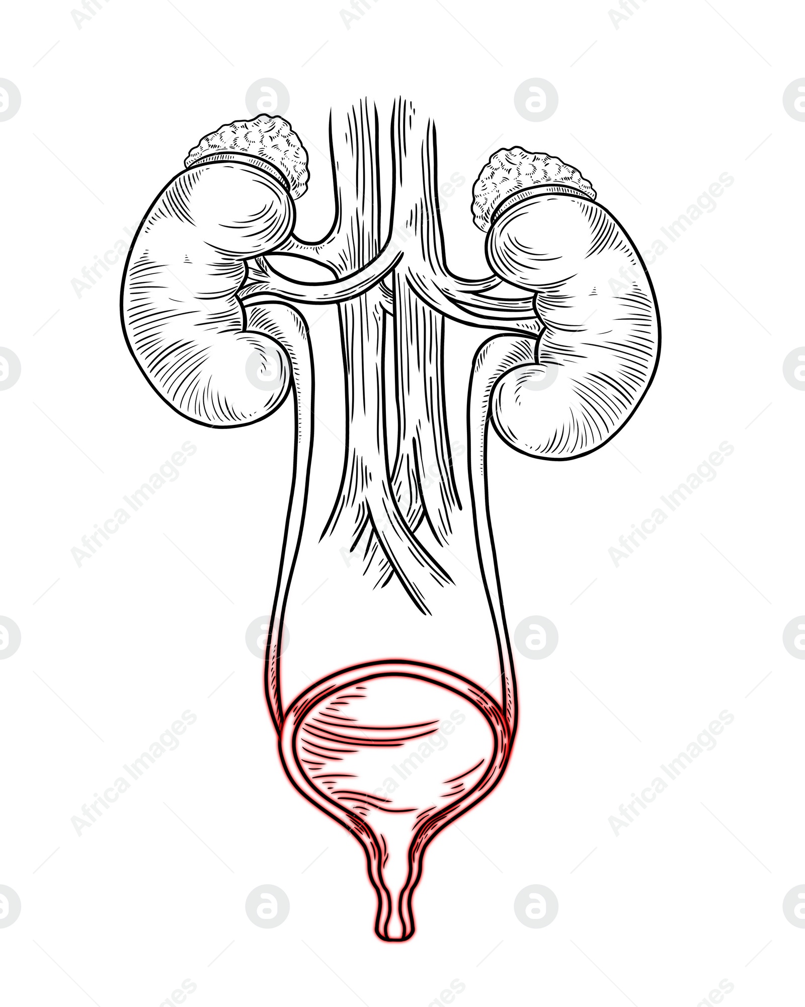 Image of Human urinary system on white background, vector illustration