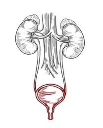Image of Human urinary system on white background, vector illustration