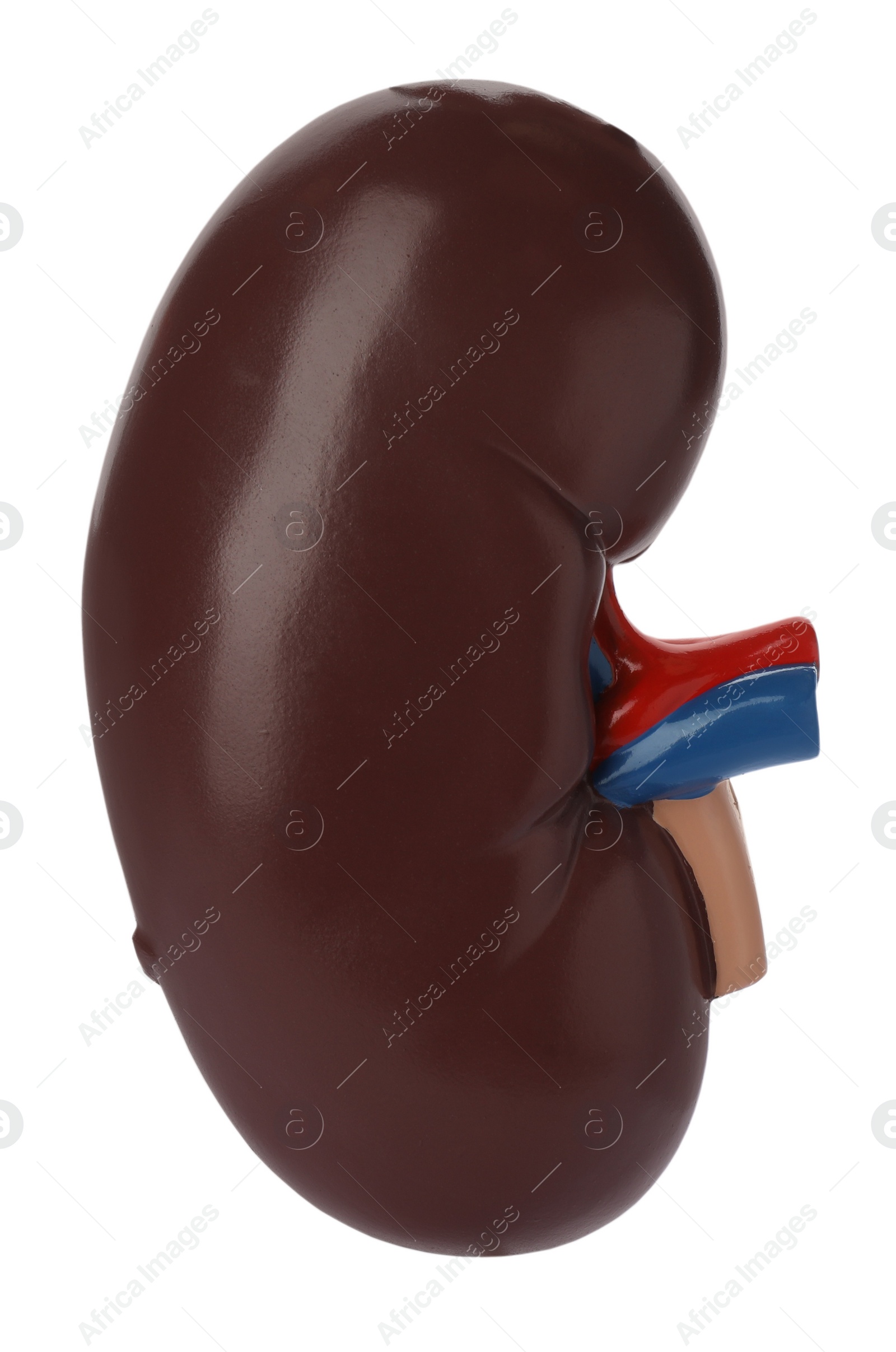 Photo of Educational plastic kidney model on white background