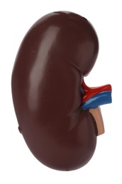 Educational plastic kidney model on white background