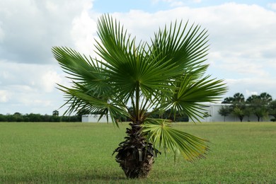 Photo of Beautiful view of palm tree on green grass in field