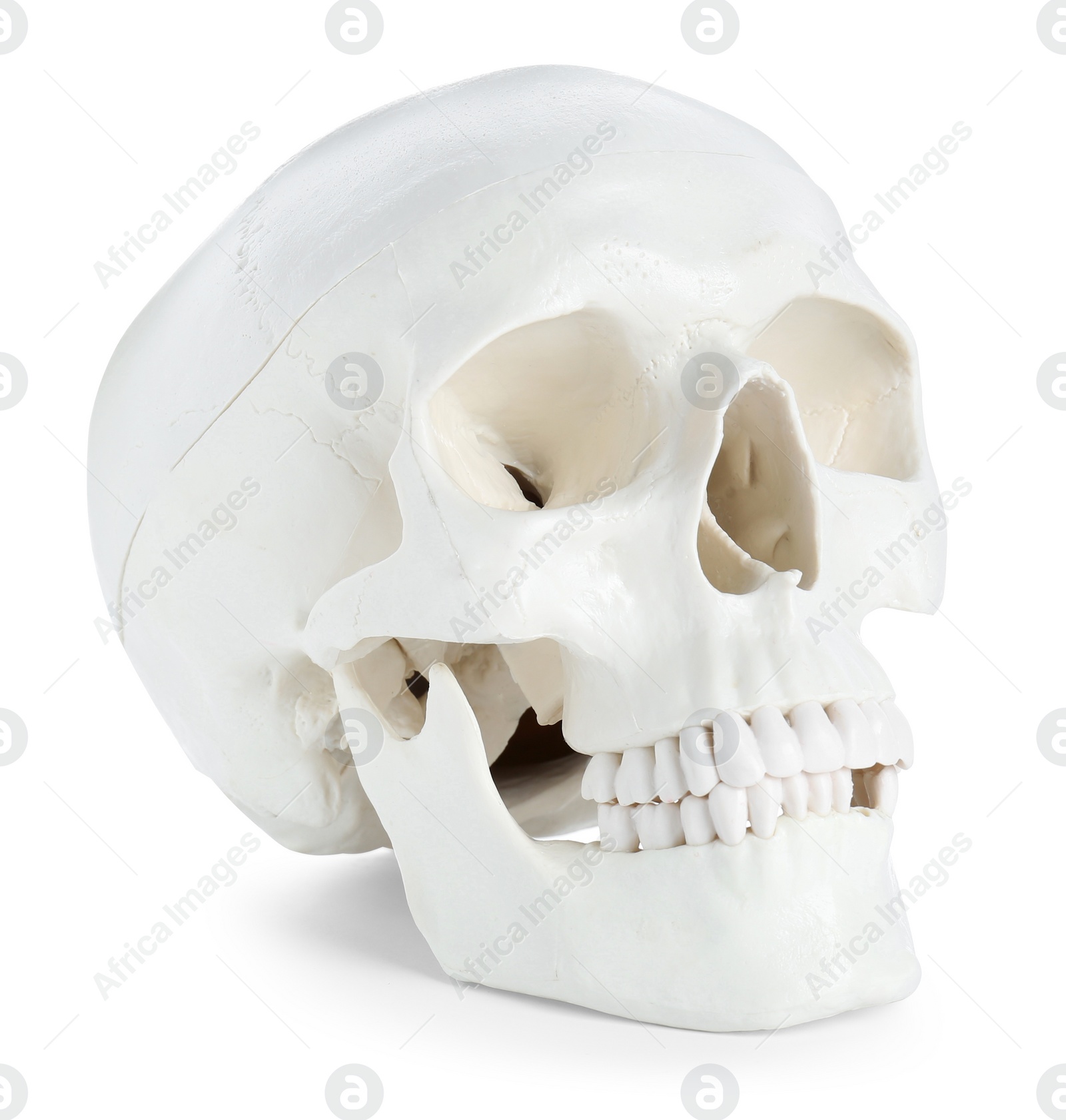 Photo of Human skull with teeth isolated on white