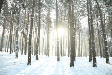 Photo of Beautiful snowy forest on sunny morning in winter
