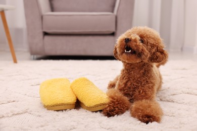 Photo of Cute Maltipoo dog near yellow slippers at home, space for text. Lovely pet