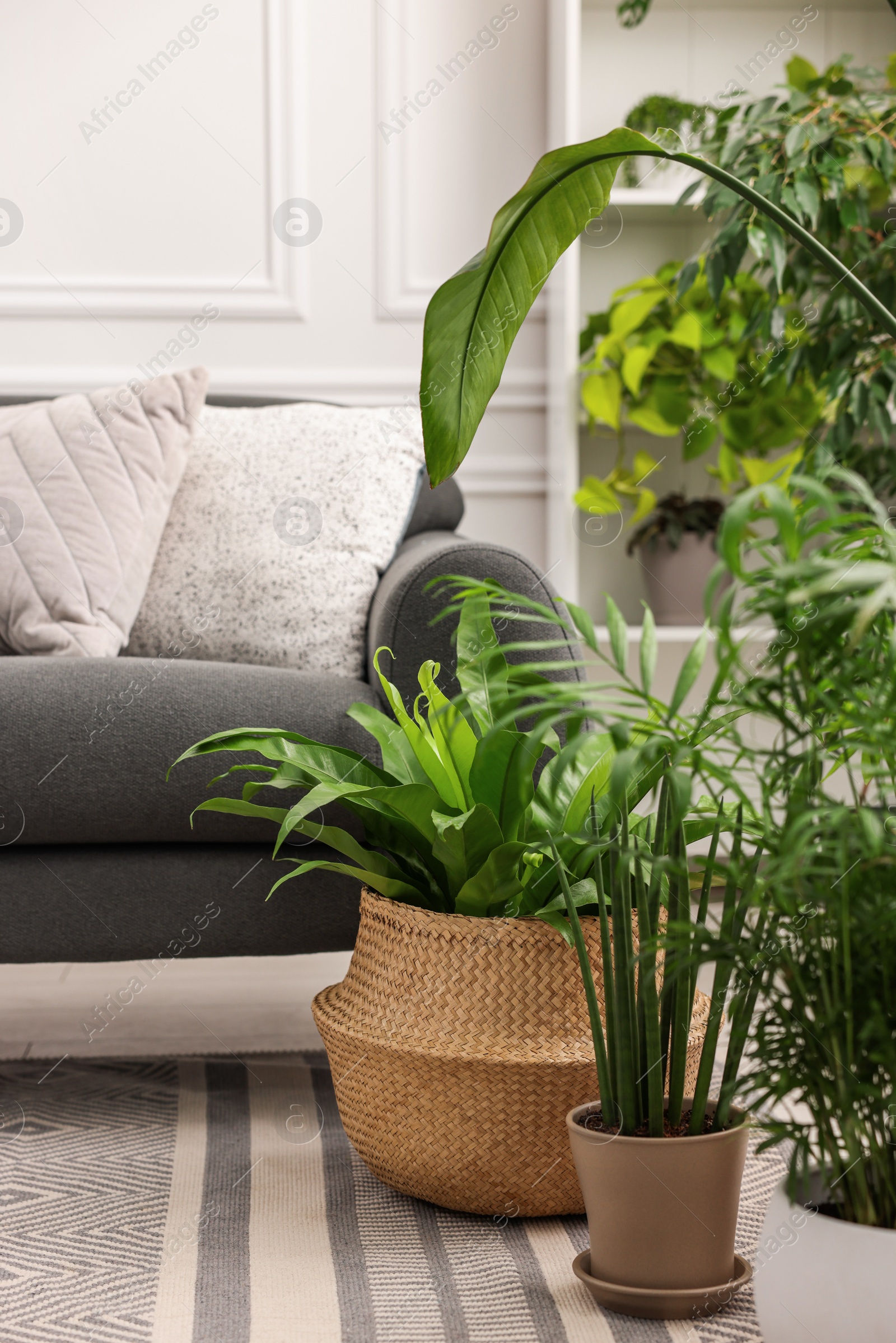 Photo of Different beautiful potted houseplants and comfortable sofa in room. Interior design