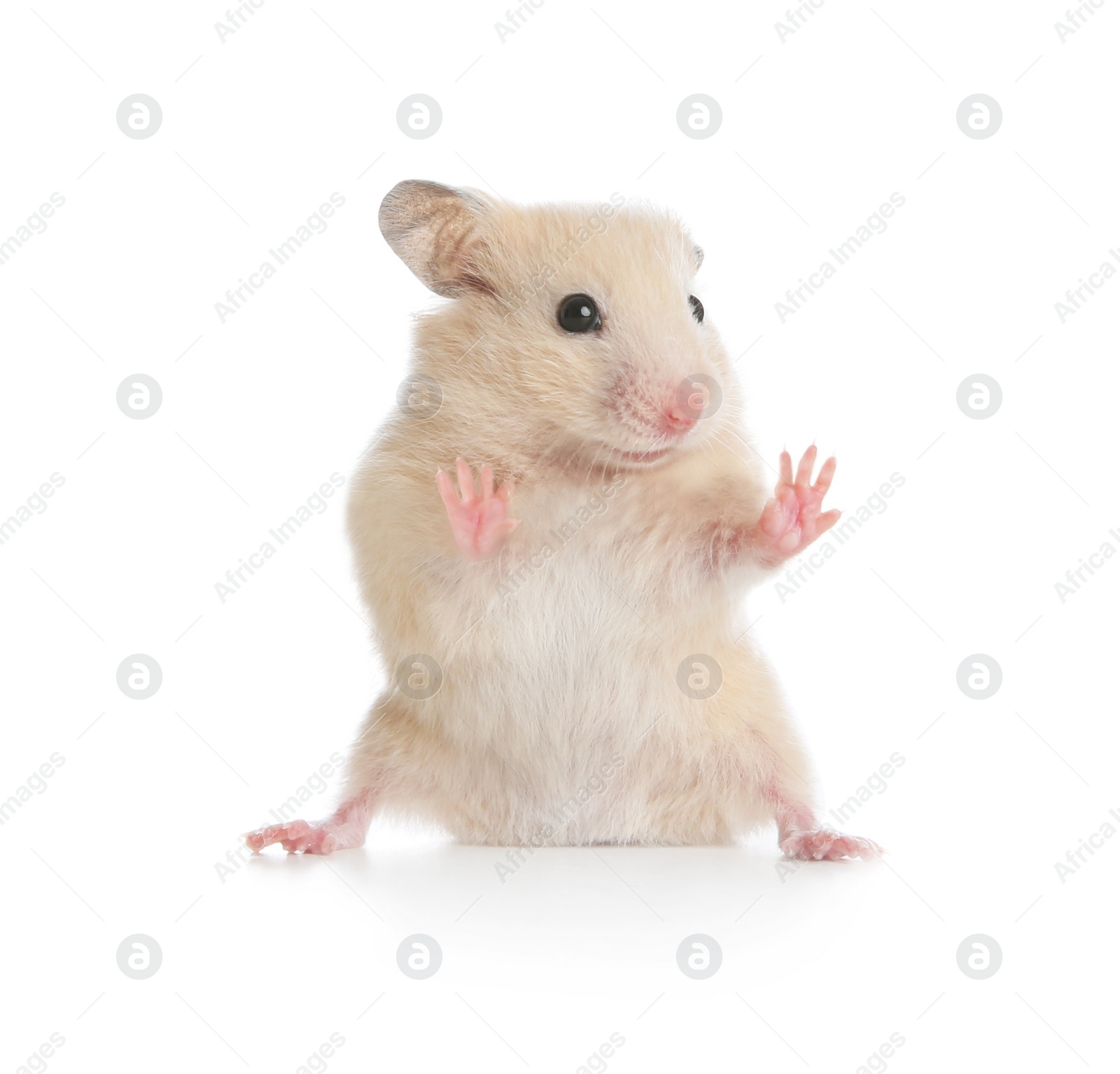 Photo of Adorable Syrian hamster on white background. Small pet