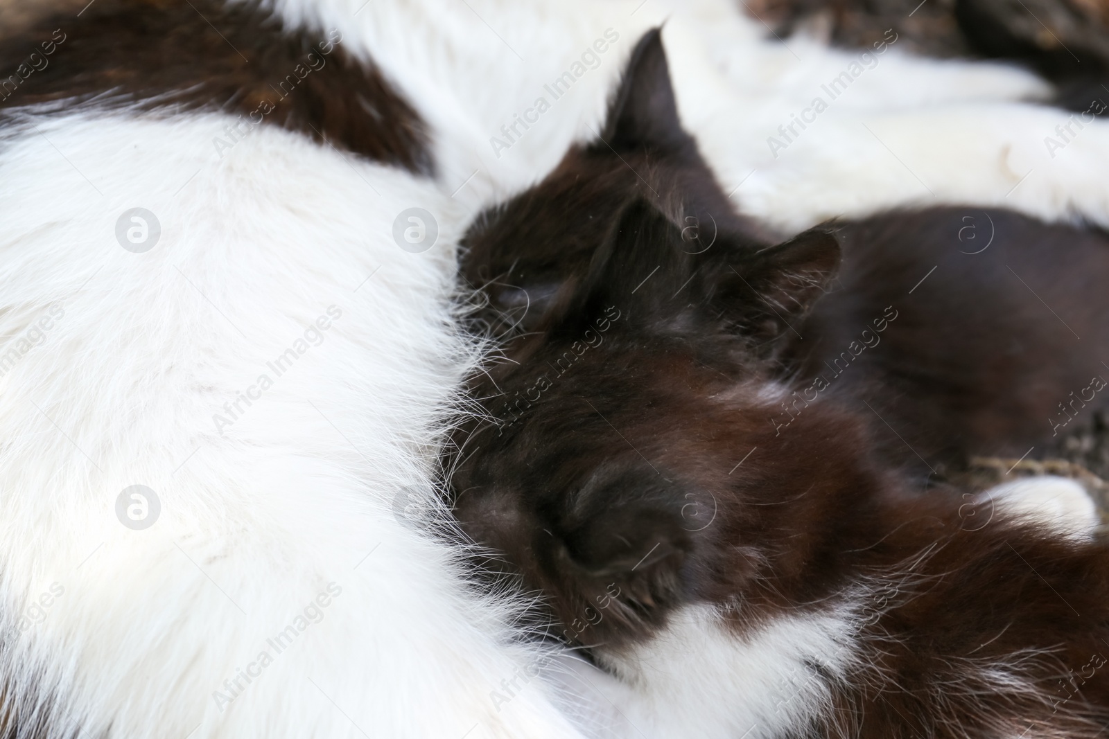 Photo of Cute fluffy cats resting at backyard outdoors, closeup