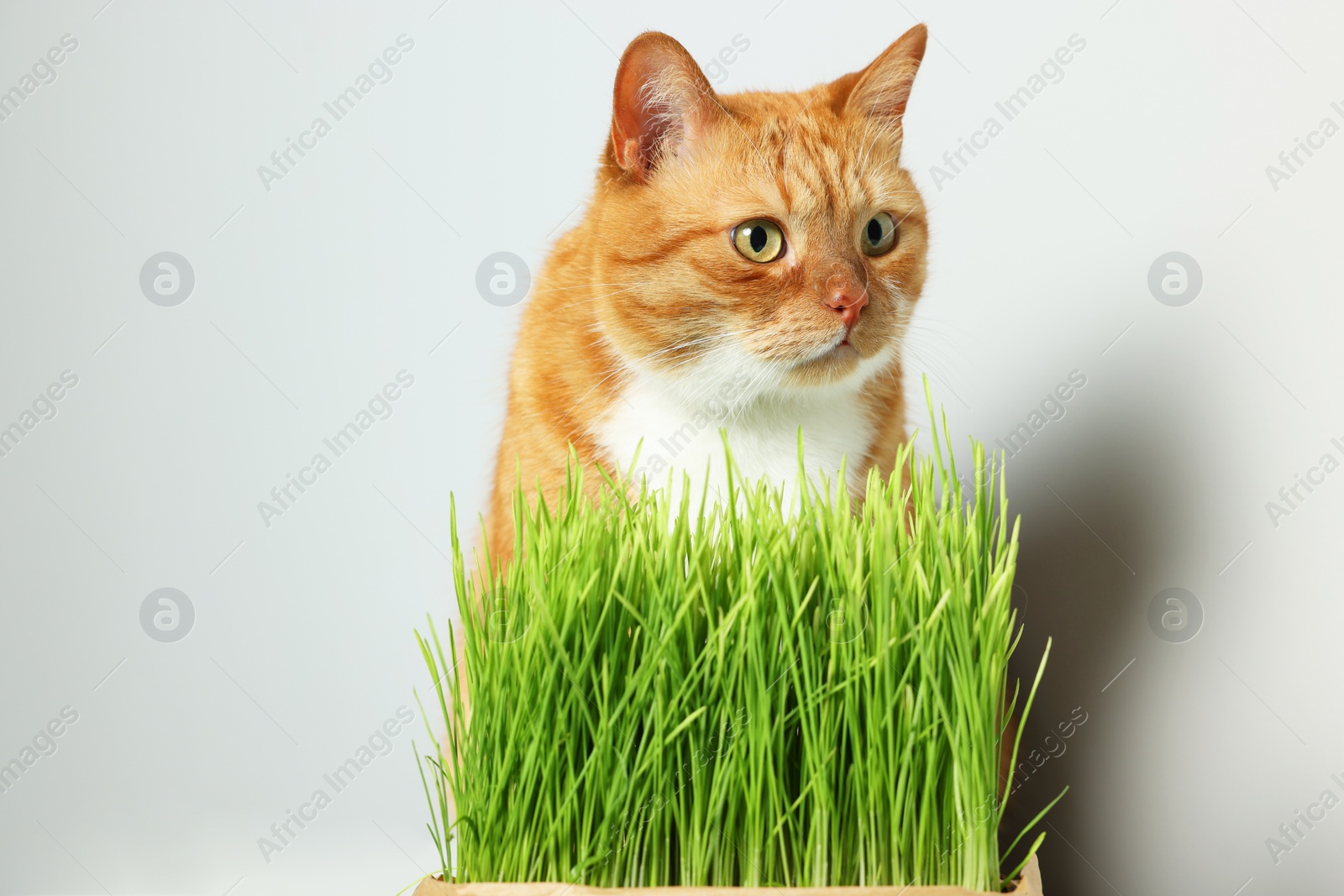 Photo of Cute ginger cat and green grass near light grey wall