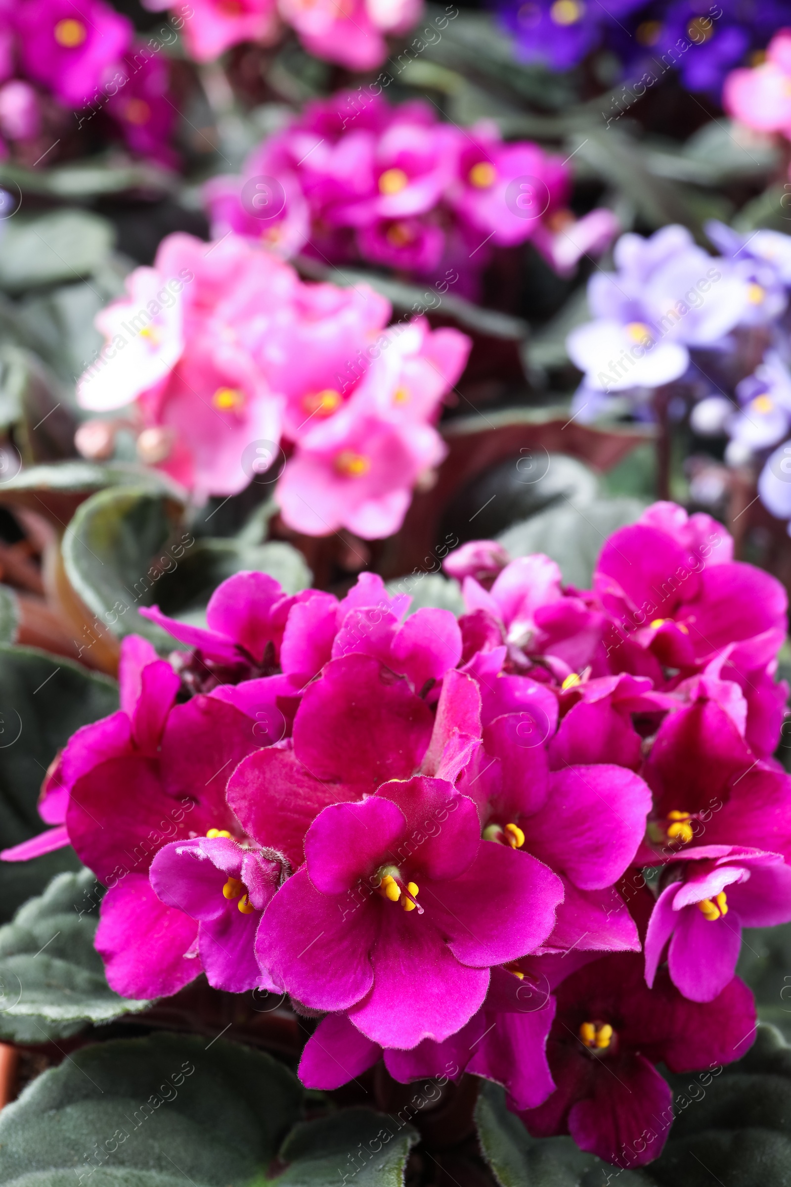 Photo of Beautiful blooming violets as background. Plants for house decor