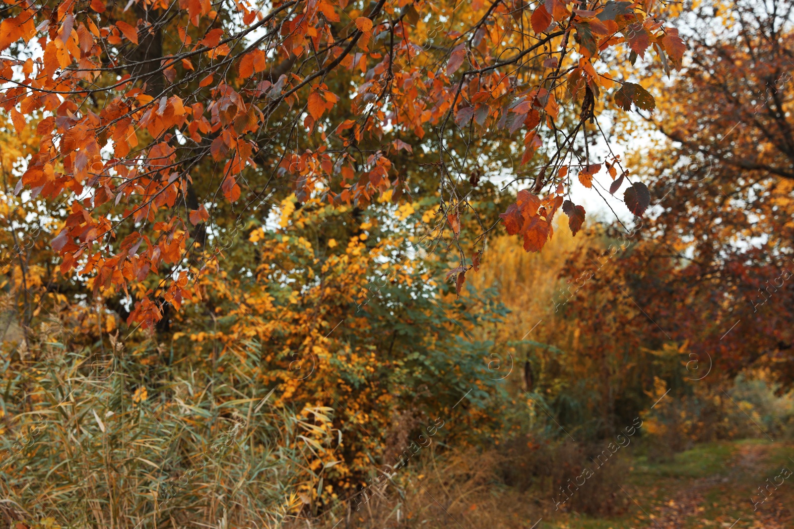 Photo of Beautiful view of forest on autumn day